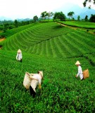 Luận văn: Ứng dụng phương pháp hồi quy đơn để dự báo về sản lượng chè tại công ty TNHH Tân Cương-Thái Nguyên