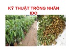 Bài giảng Kỹ thuật trồng nhãn IDO
