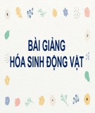 Bài giảng Hóa sinh động vật - Hormone