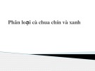 Bài thuyết trình: Phân loại cà chua chín và xanh
