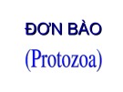 Bài giảng Đơn bào (Protozoa)