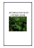 Kỹ thuật sản xuất cây đậu xanh