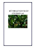 Kỹ thuật sản xuất cây bắp lai