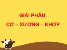 Bài giảng Giải phẫu cơ và xương khớp