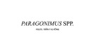 Bài giảng Paragonimus spp. - PGS.TS. Trần Thị Hồng